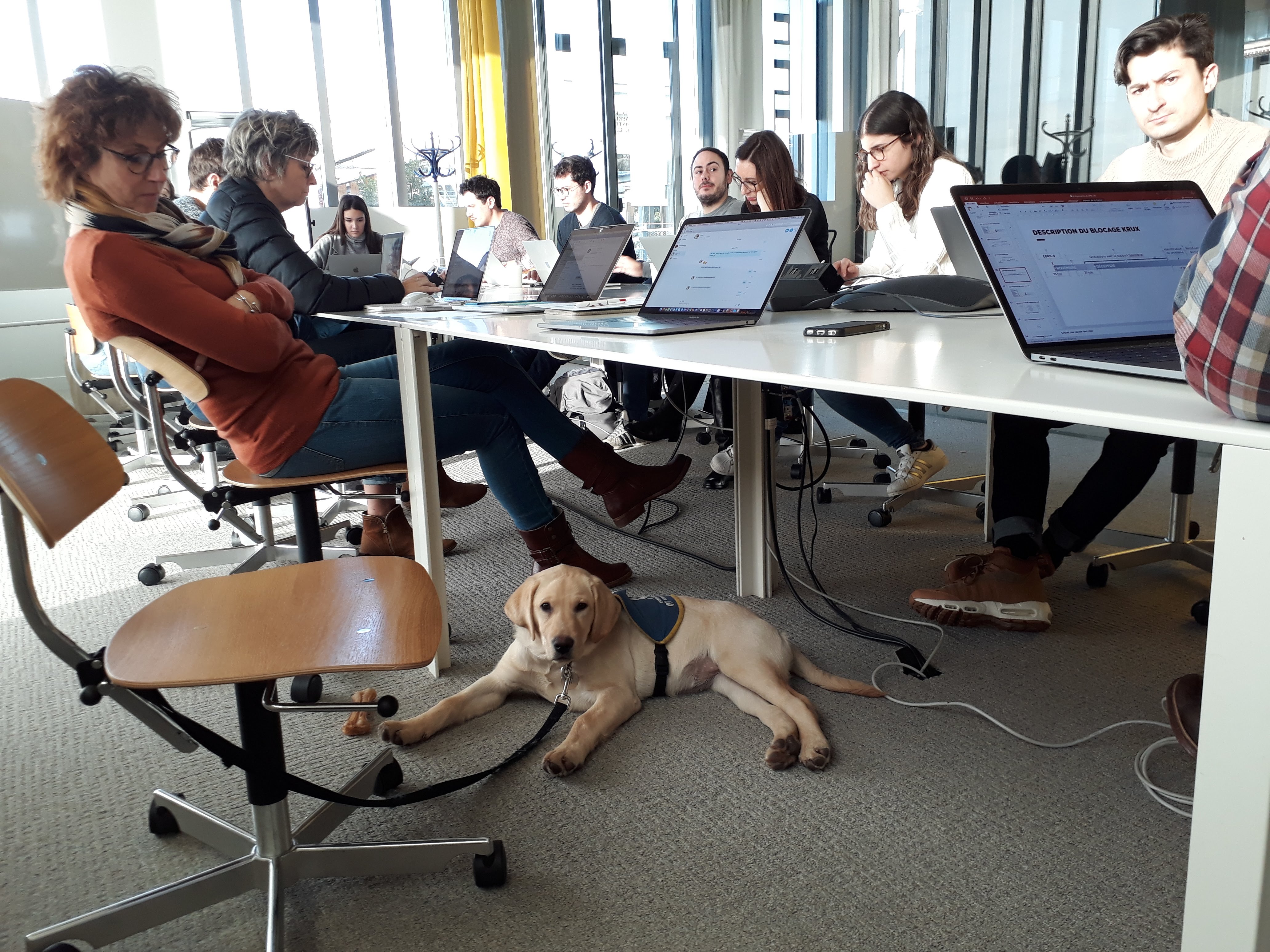 Noma, labrador crème de 3 mois qui assiste à une réunion d'équipe, étalée sous une table, dans une salle de réunion