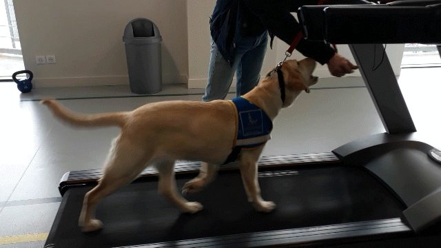 Chien guide marchant sur un tapis roulant, tenu en laisse par une personne dans un espace intérieur lumineux.