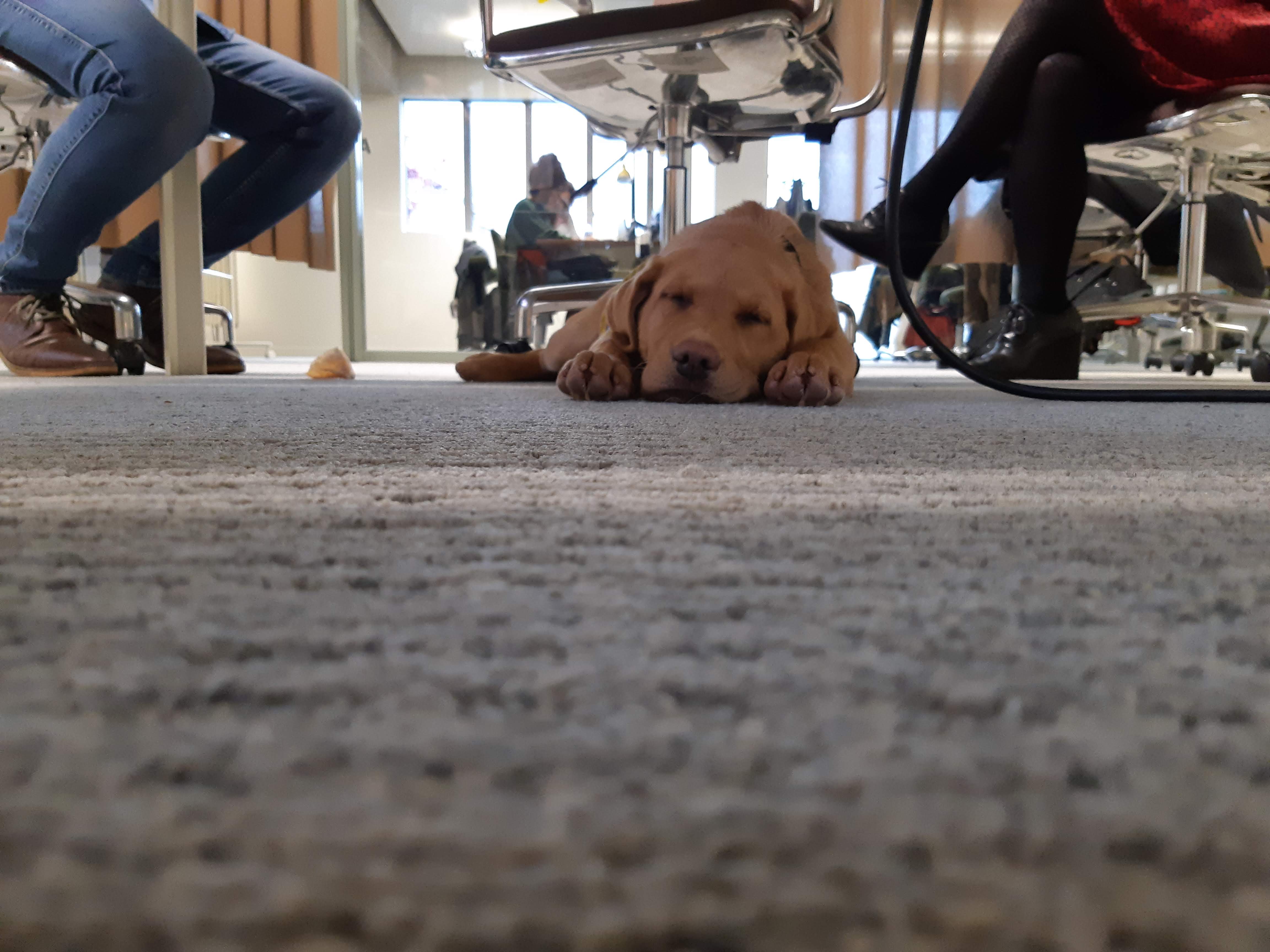 Chiot endormi sur la moquette sous des bureaux, vu au ras du sol entre des chaises.