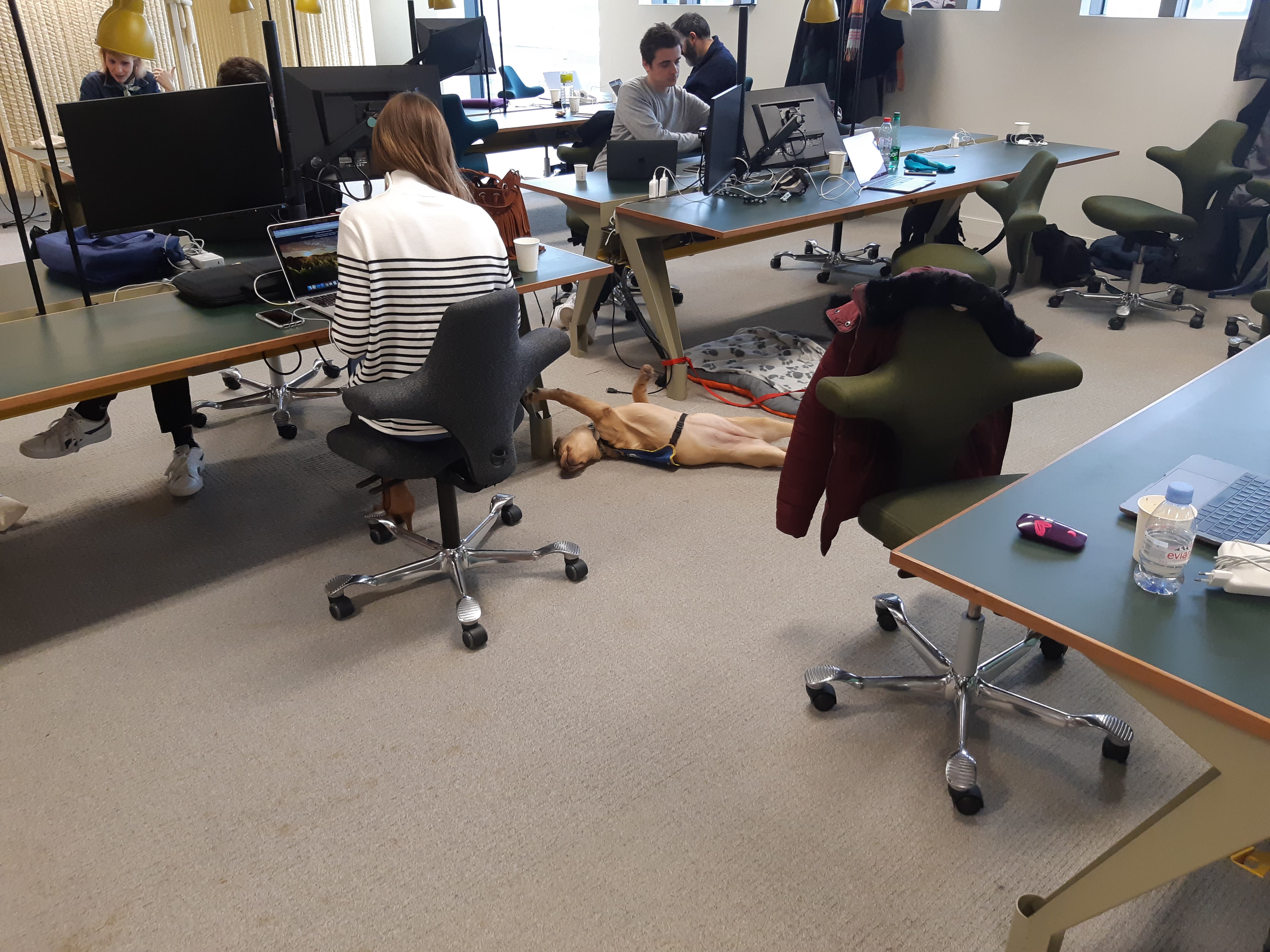 Open space avec plusieurs personnes travaillant sur ordinateurs, un chien allongé sous un bureau au centre de la pièce.