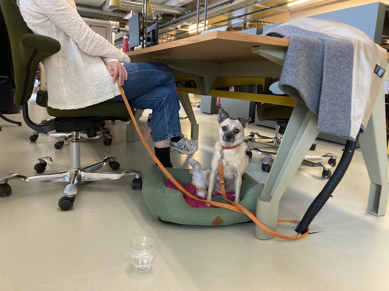 Petit chien assis dans son panier sous un bureau en open space, tenu en laisse.